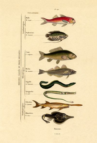 Fish by French School